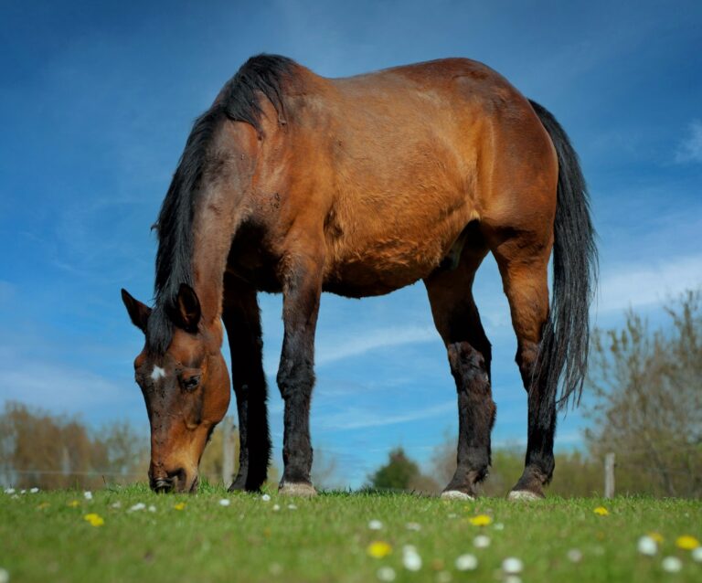 Read more about the article Equines Cushing Syndrom